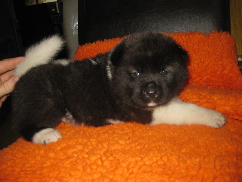 Puppies